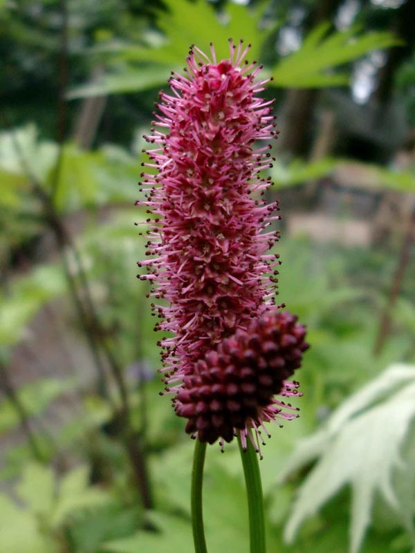 Sanguisorba menziesii (Roter Wiesenknopf)