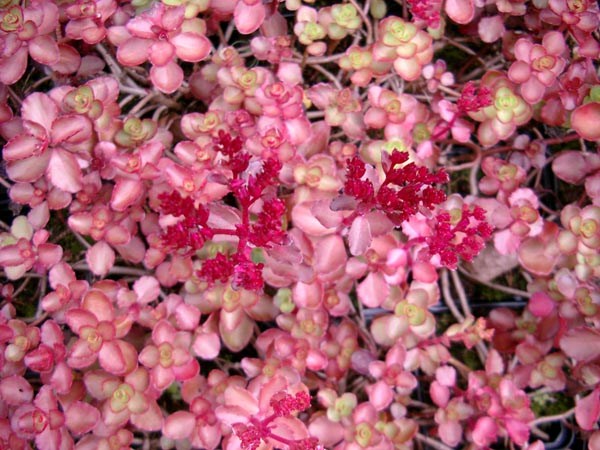 Sedum spurium 'Fuldaglut' (Teppich-Fettblatt)