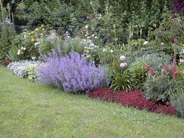 Sedum spurium 'Fuldaglut' (Teppich-Fettblatt)