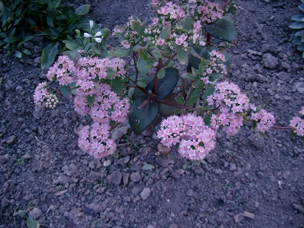 Sedum telephium Hybr. 'Matrona' (Purpurrotes Fettblatt)