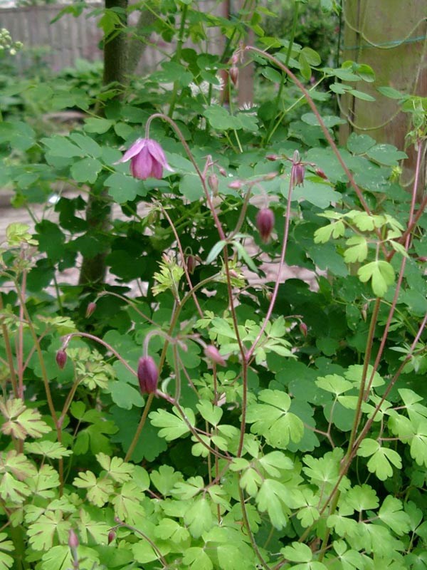 Semiaquilegia ecalcarata (Schein-Akelei, Spornlose Akelei)