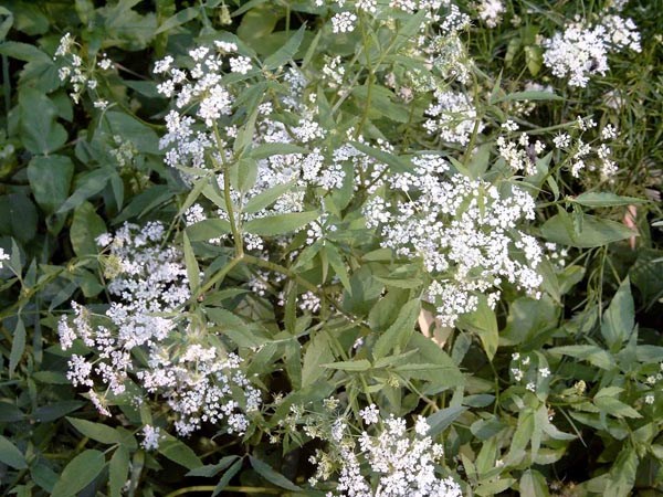 Sium sisarum (Zuckerwurzel)