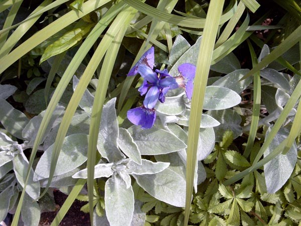 Stachys byzantina (Wollziest)
