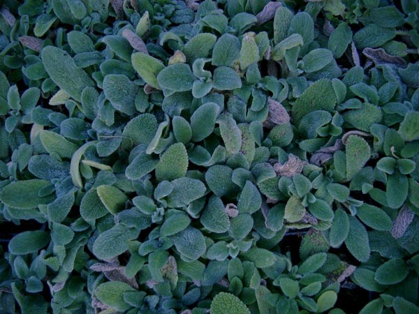 Stachys byzantina `Silky Fleece` (Kompakter Wollziest)