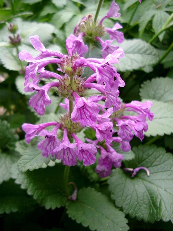 Stachys macrantha 'Superba' (Betonica macrantha) (Grossblumiger Ziest)