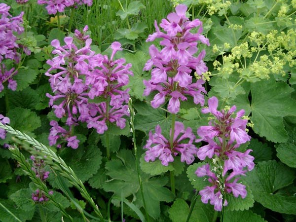 Stachys macrantha 'Superba' (Betonica macrantha) (Grossblumiger Ziest)