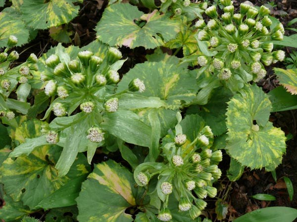 Petasites japonicus 'Variegatus' (Buntlaubiger Asiatischer-Pestwurz)