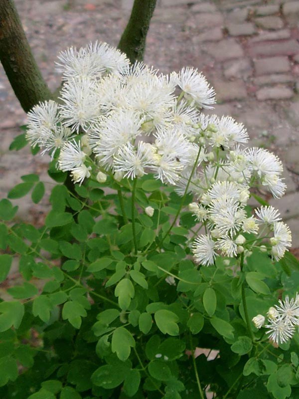 Thalictrum aquilegifolium 'Album' (Weiße Akeleiblättrige-Amstelraute)
