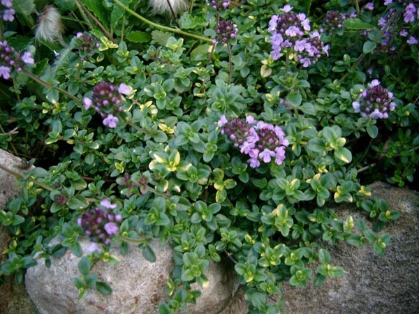 Thymus comosus 'Doone Valley' (Schopfiger Thymian)