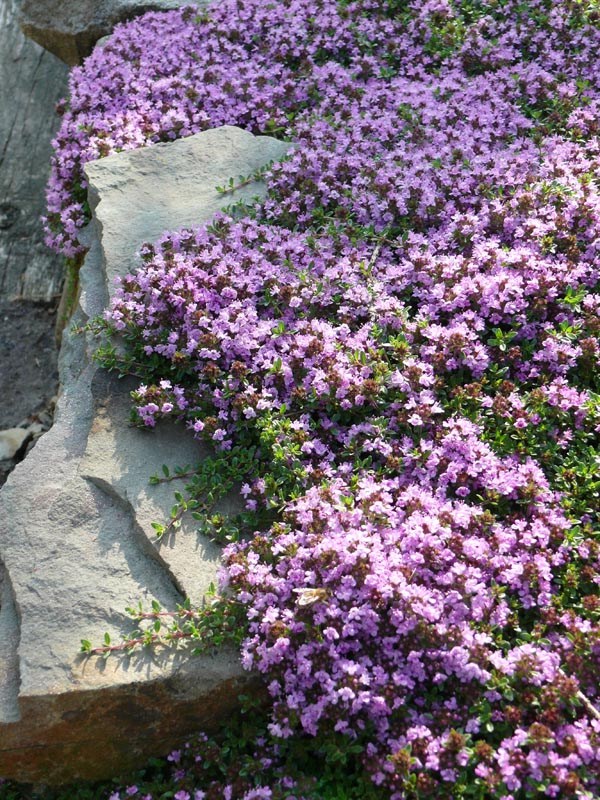 Thymus serpyllum `Coccineus` (Feldthymian)