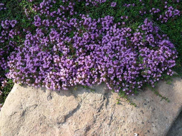 Thymus serpyllum `Coccineus` (Feldthymian)