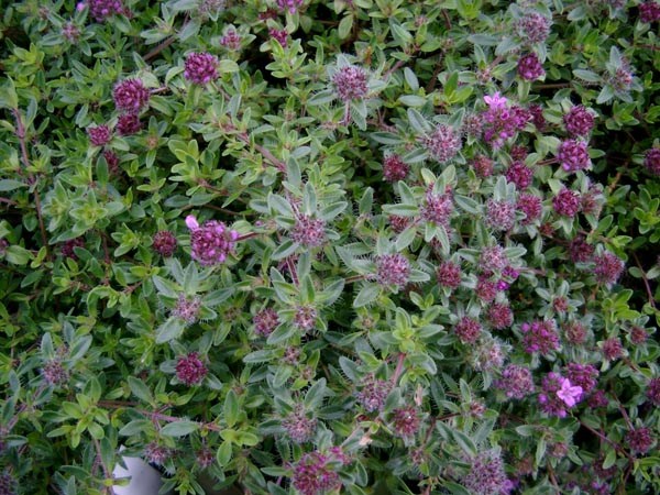 Thymus serpyllum `Magic Carpet` (Feldthymian)