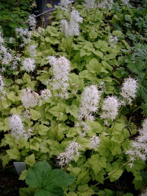 Tiarella cordifolia (Herzblättrige Schaumblüte)