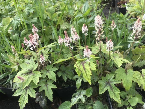 Tiarella Hybr. 'Mint Chocolate' (Schaumblüte)