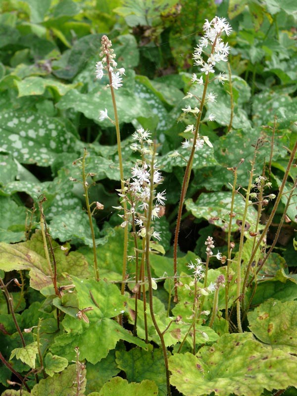 Tiarella wherryi (Amerikanische Schaumblüte)