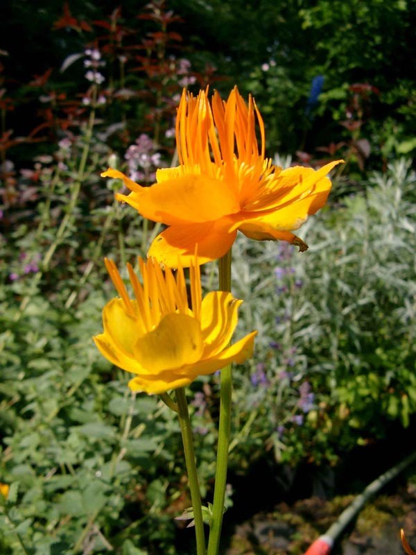 Trollius chinensis ’Goldkönigin’ (Garten-Trollblume)