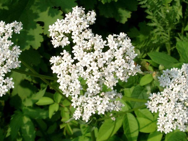 Valeriana officinalis (Baldrian)
