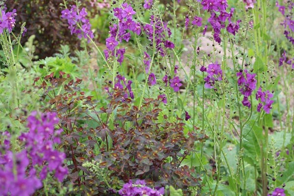 Verbascum phoeniceum `Violetta` (Königskerze)