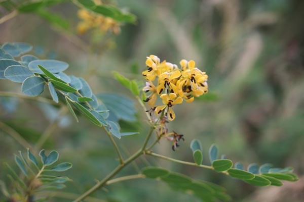 Senna hebecarpa (Winterharte Gewürzrinde)