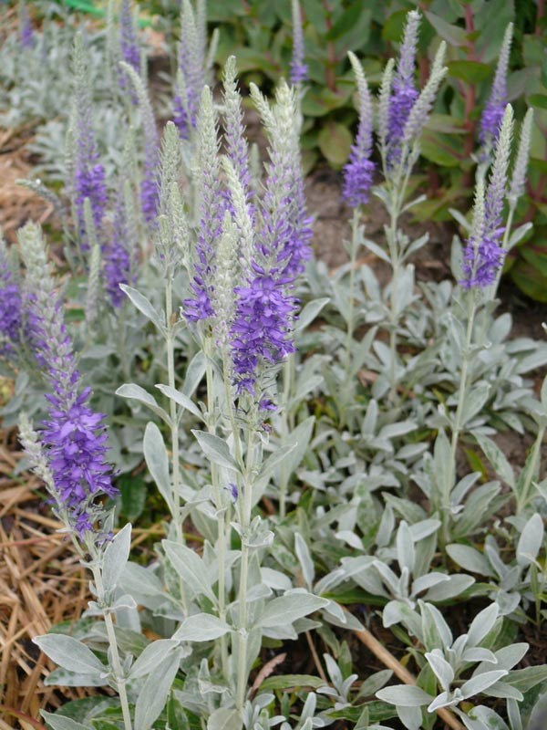 Veronica incana 'Silberteppich' (Silberpolster-Ehrenpreis)