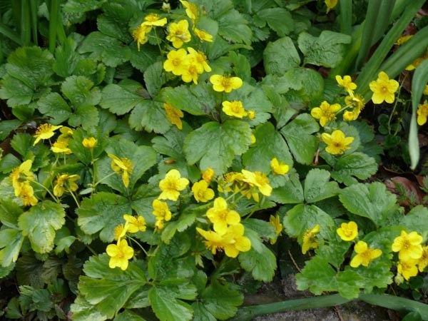 Waldsteinia ternata (Dreiblatt-Golderdbeere)