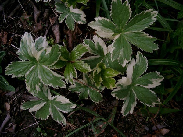 Astrantia major 'Sunningdale Variegata' (Panaschierte Sterndolde)