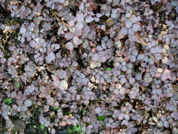 Acaena inermis 'Purpurea' (Rotes Stachelnüsschen)