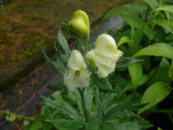 Aconitum napellus ssp. vulgare 'Albidum' (Weißer Berg-Eisenhut)
