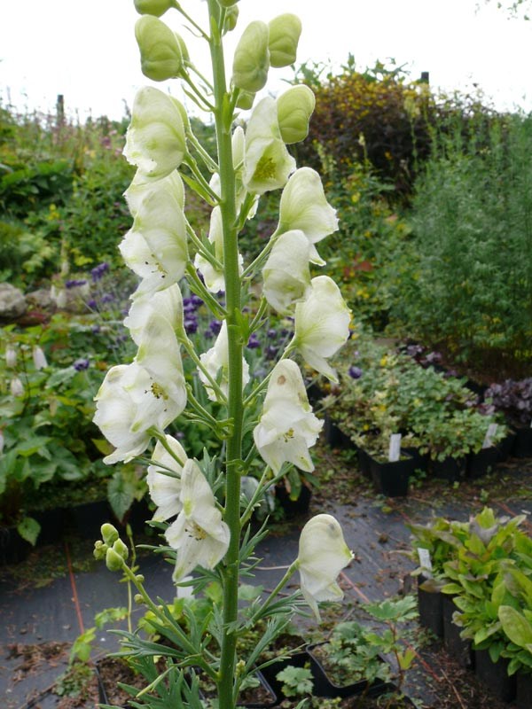 Aconitum napellus ssp. vulgare 'Albidum' (Weißer Berg-Eisenhut)