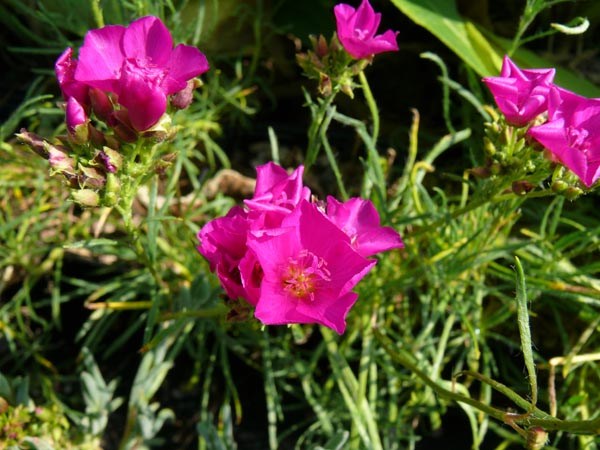 Calandrinia umbellata (Calendrinie)