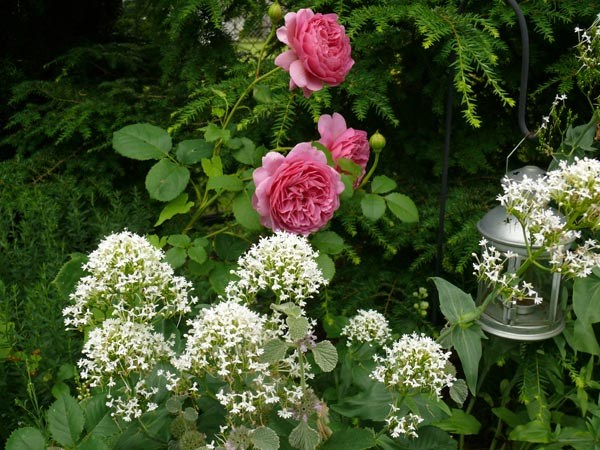 Centranthus ruber 'Albus' (Weiße Spornblume)