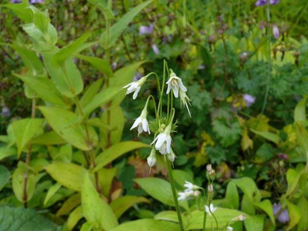 Cortusa matthioli 'Alba' (Weißes Alpen-Glöckchen)