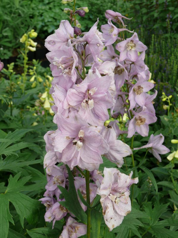 Delphinium Pacific-Hybr. 'Astolat' (Rosa Rittersporn)