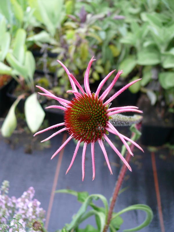 Echinacea simulata (Schirmchen Sonnenhut)