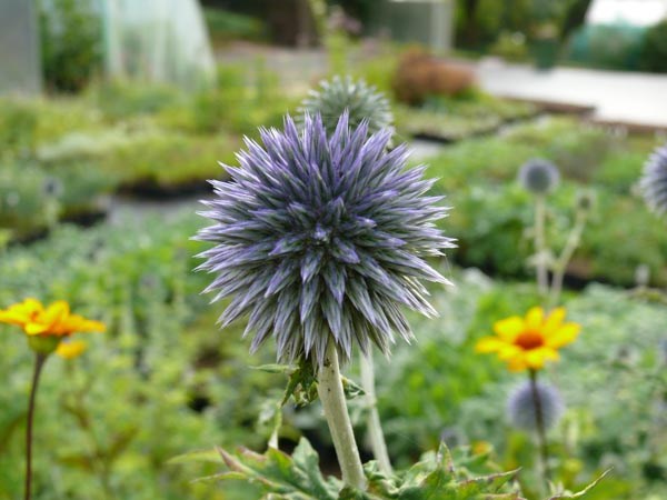 Echinops bannaticus 'Blue Glow' (Balkan-Garten-Kugeldistel)