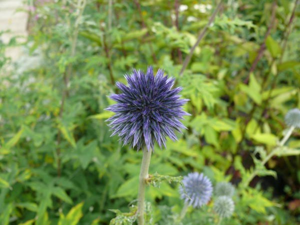 Echinops bannaticus 'Blue Glow' (Balkan-Garten-Kugeldistel)