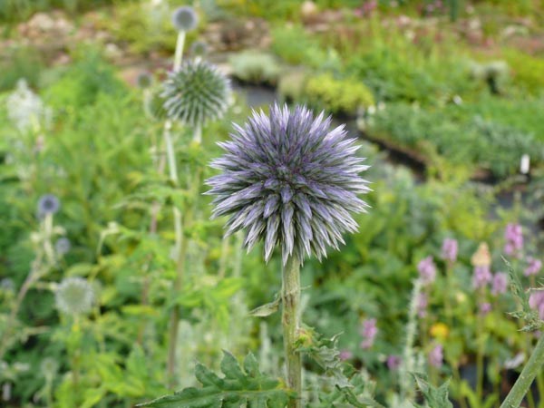 Echinops ritro (Blaue Kugeldistel)