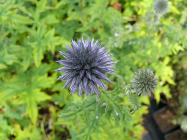 Echinops ritro (Blaue Kugeldistel)