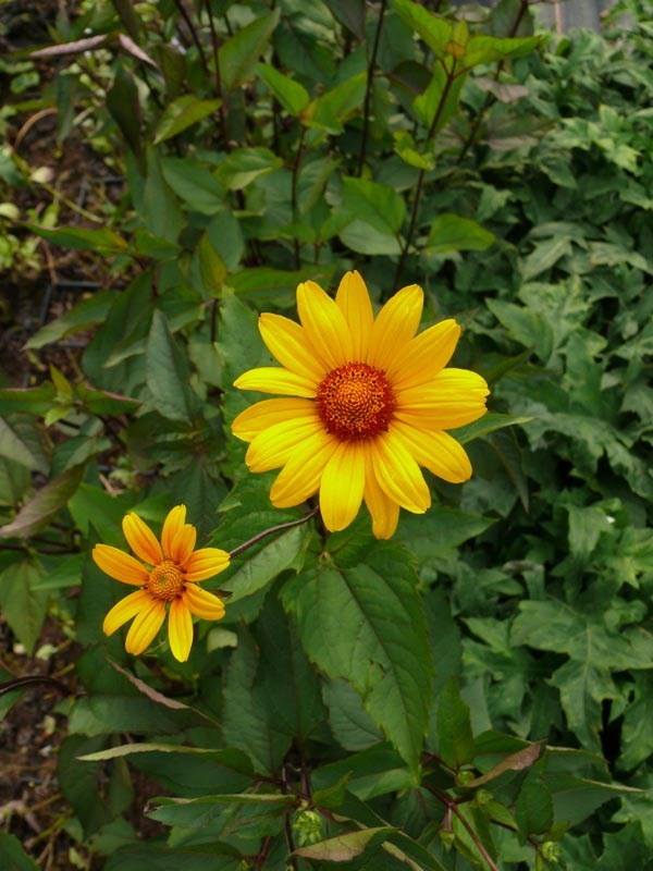 Heliopsis helianthoides var. scabra 'Summer Nights' (Sonnenauge)