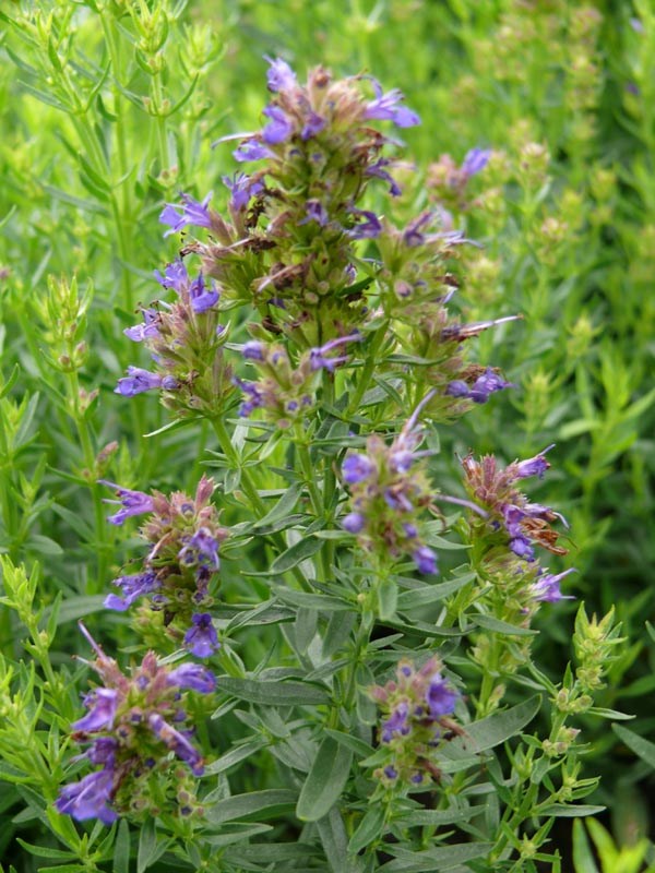 Hyssopus officinalis ssp. aristatus (Zwerg-Ysop)