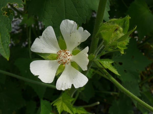 Kitaibelia vitifolia (Mohnmalve)