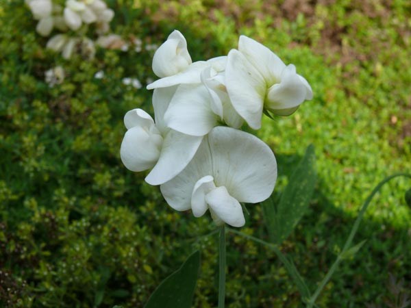 Lathyrus latifolius 'Weiße Perle' (Weiße Staudenwicke)