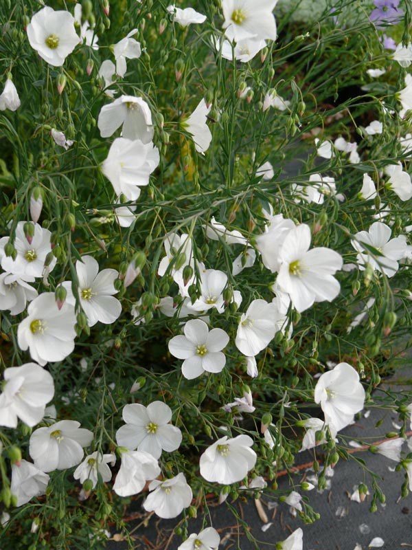 Linum perenne 'Album' (Weißer Lein)