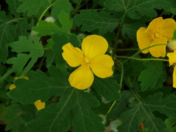 Stylophorum diphyllum (Schöllkrautmohn)