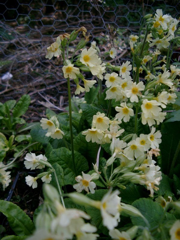 Primula elatior (Hohe Schlüsselblume)