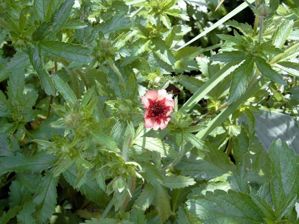 Potentilla nepalensis `Miss Willmott` (Nepal-Fingerkraut)