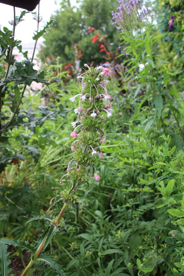 Morina longifolia (Langblättrige Steppendistel)