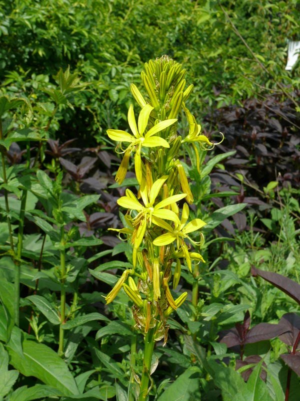 Asphodeline lutea (Junkerlilie)