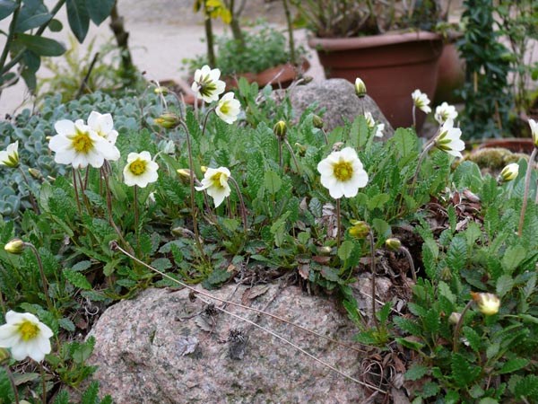 Dryas octopetala (Silberwurz)