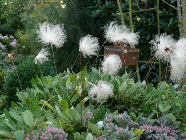 Dryas octopetala (Silberwurz)